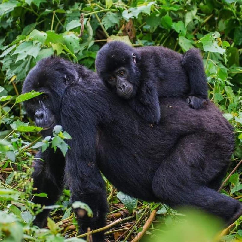 Gorilla Hills Eco-Lodge Kisoro Exterior foto